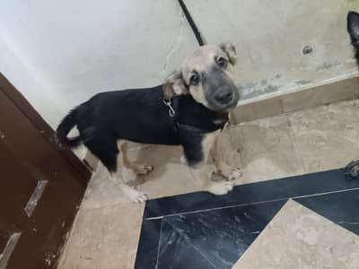 Alsatian bagyari black and tan active puppy with passport