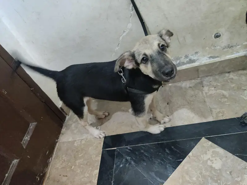 Alsatian bagyari black and tan active puppy with passport — photo 3