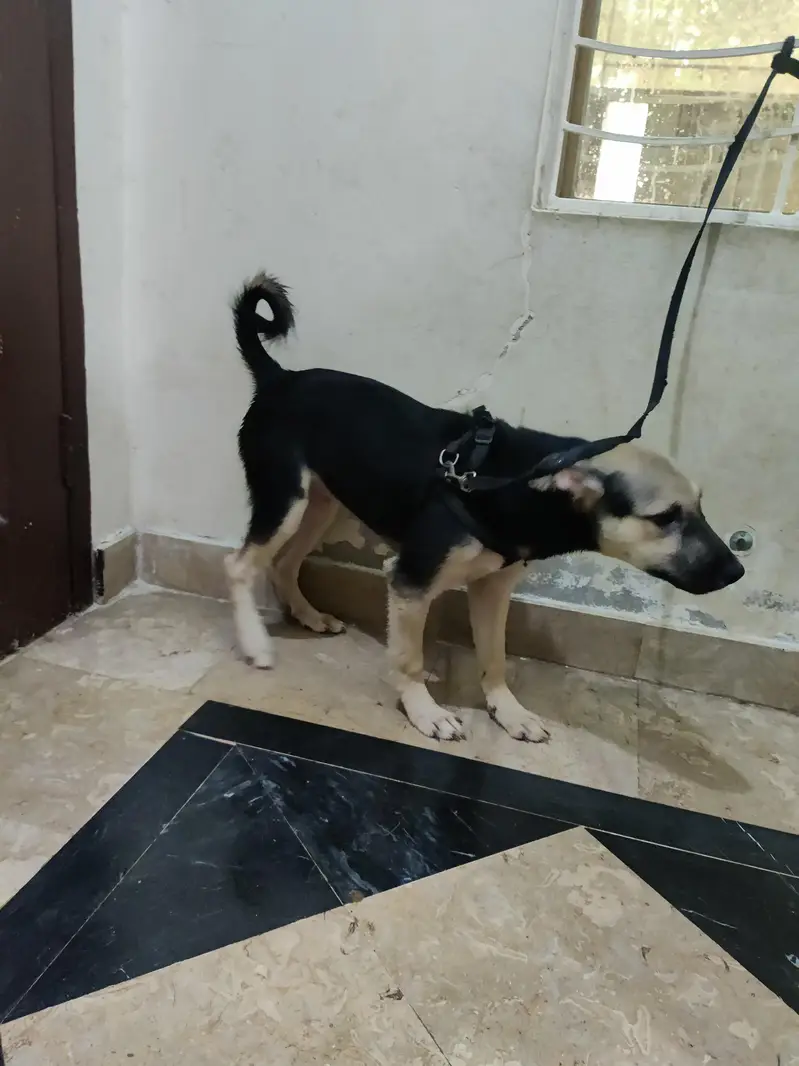 Alsatian bagyari black and tan active puppy with passport — photo 5