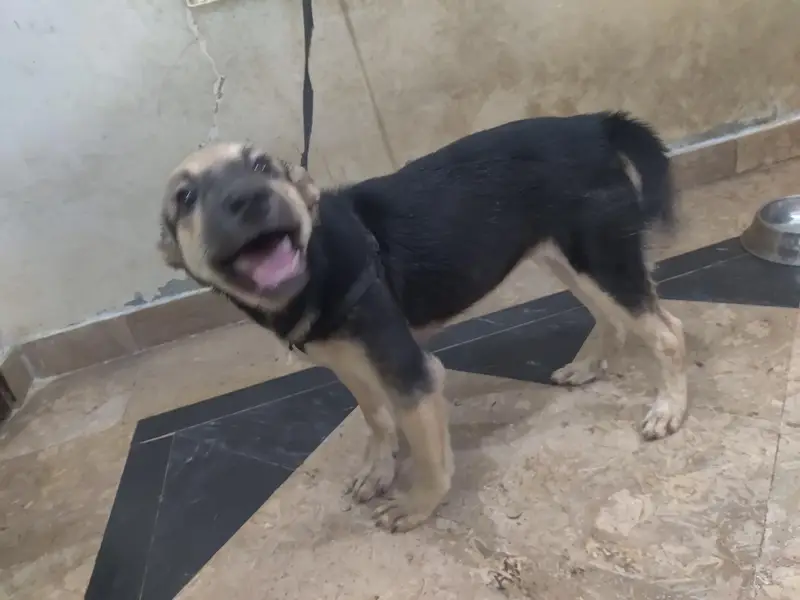 Alsatian bagyari black and tan active puppy with passport — photo 6