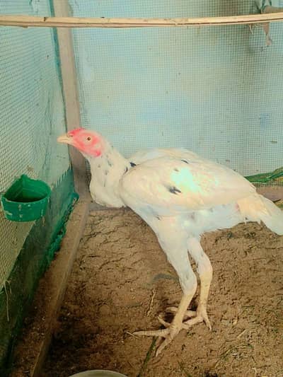 half white noke nali assel
