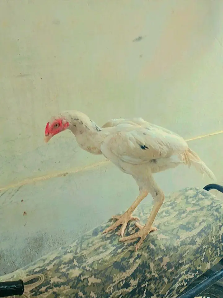 half white noke nali assel — photo 3