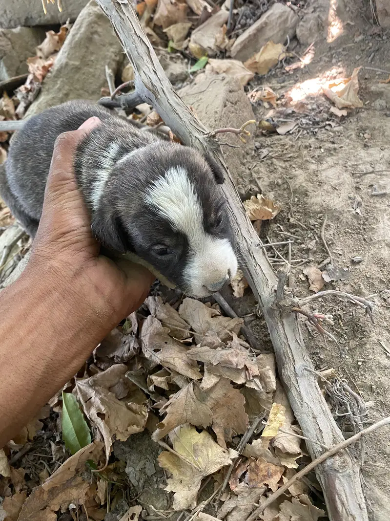 dasi dogs — photo 3