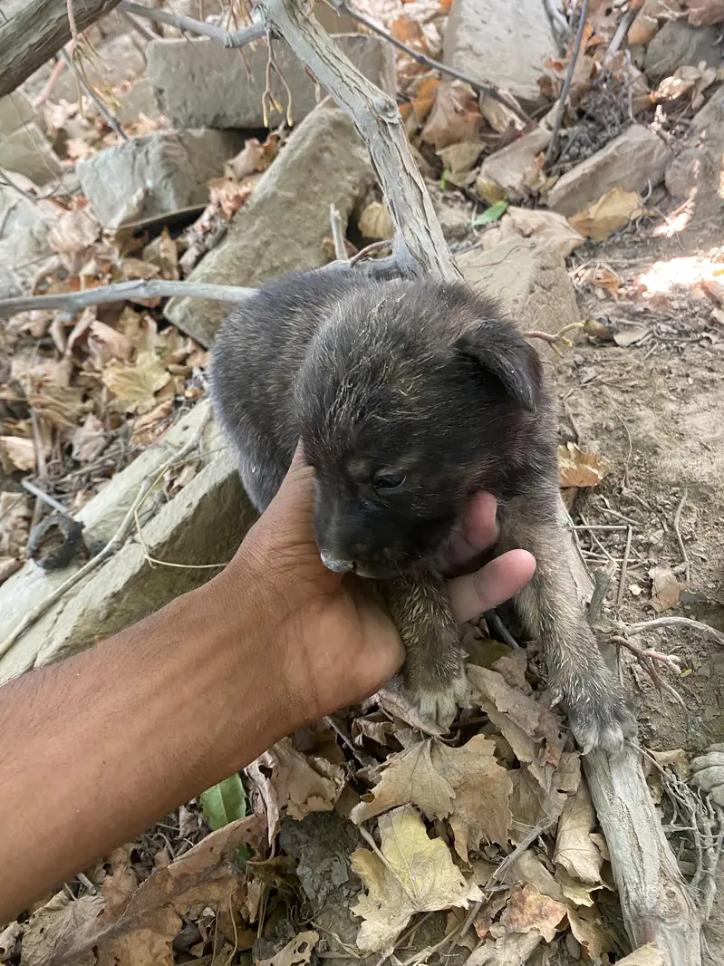 dasi dogs — photo 4