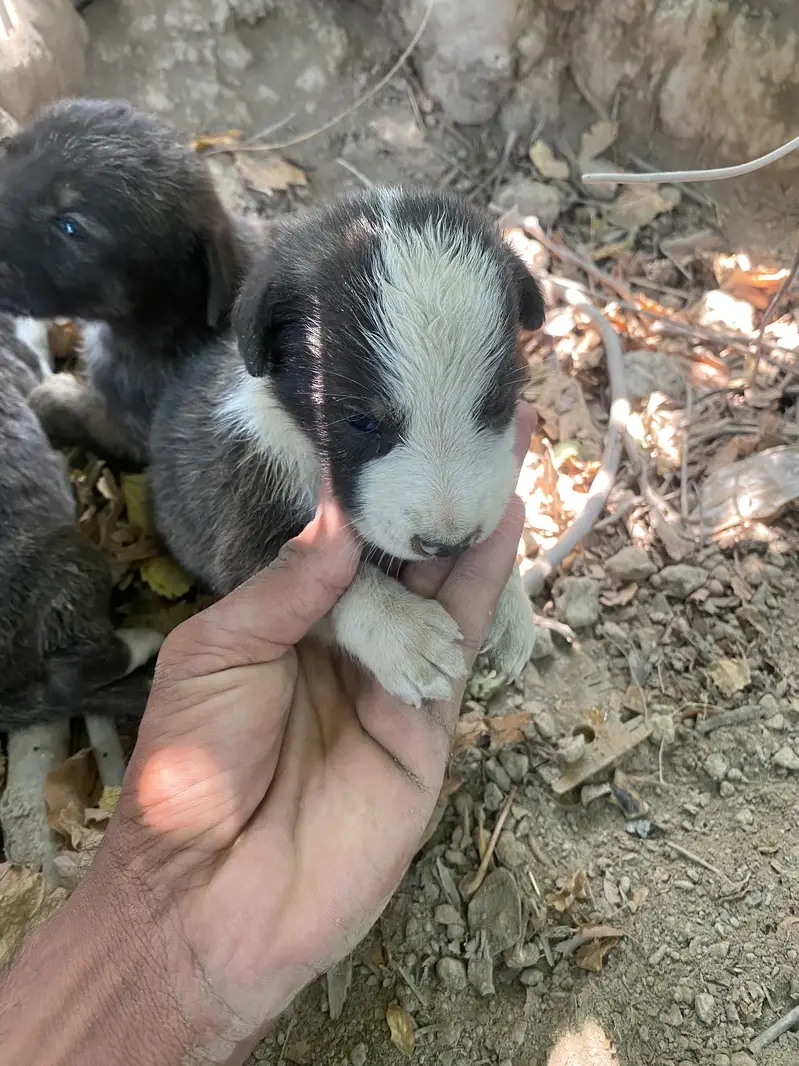 dasi dogs — photo 5