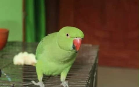 Khatta femail parrot