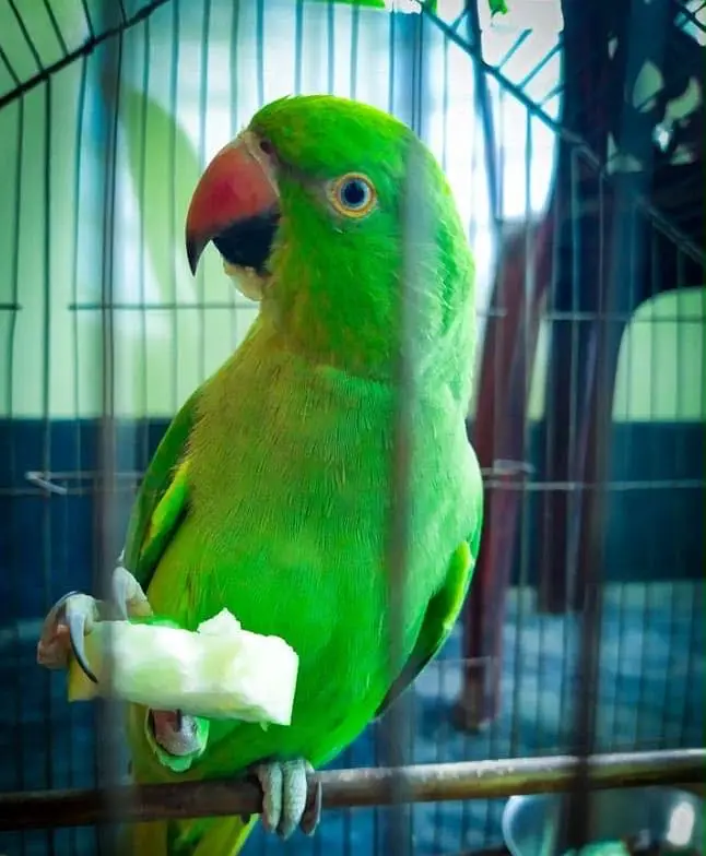 Khatta femail parrot — photo 2