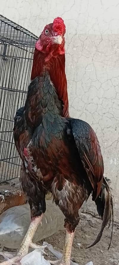 Mianwali Male and  Thai Female breeder Pair For Sale