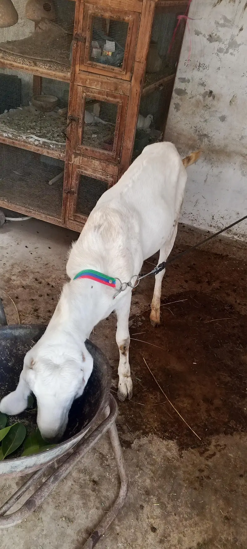 rajanpuri — photo 2