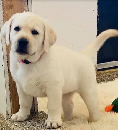 British Labrador . German shepherd & siberian husky avail at us