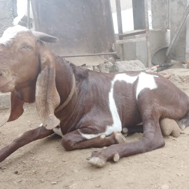 Beetal goat — photo 3