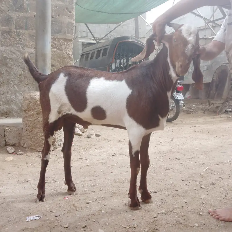 Beetal goat — photo 5