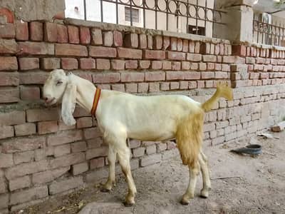 Goats