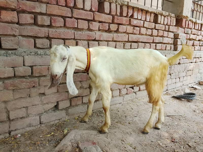 Goats 1