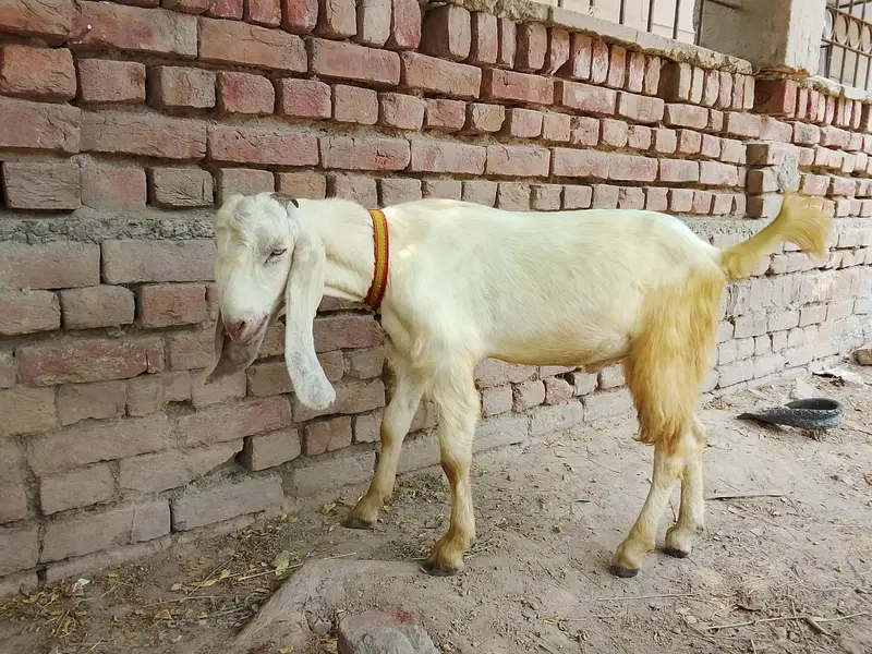Goats — photo 2