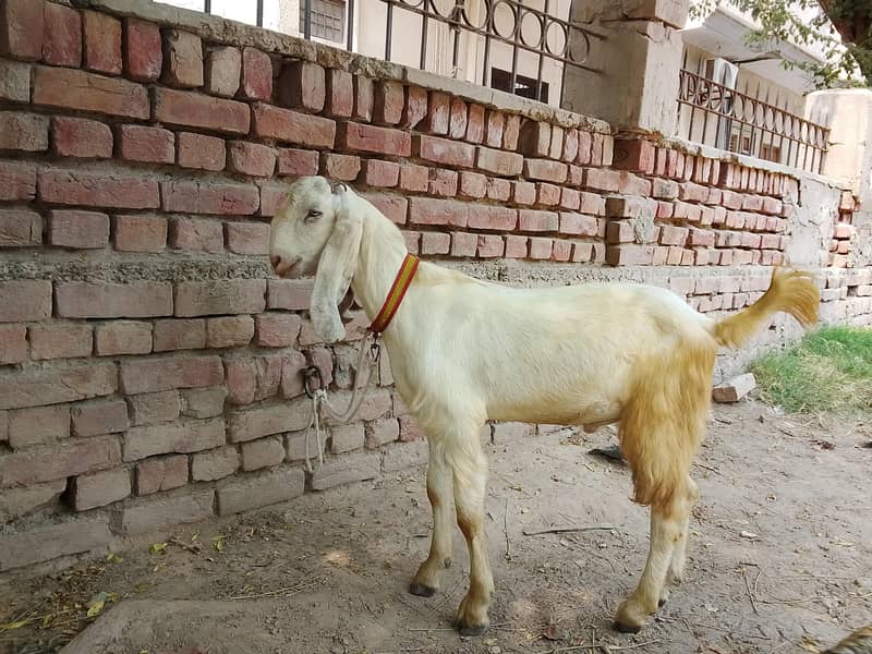 Goats 2