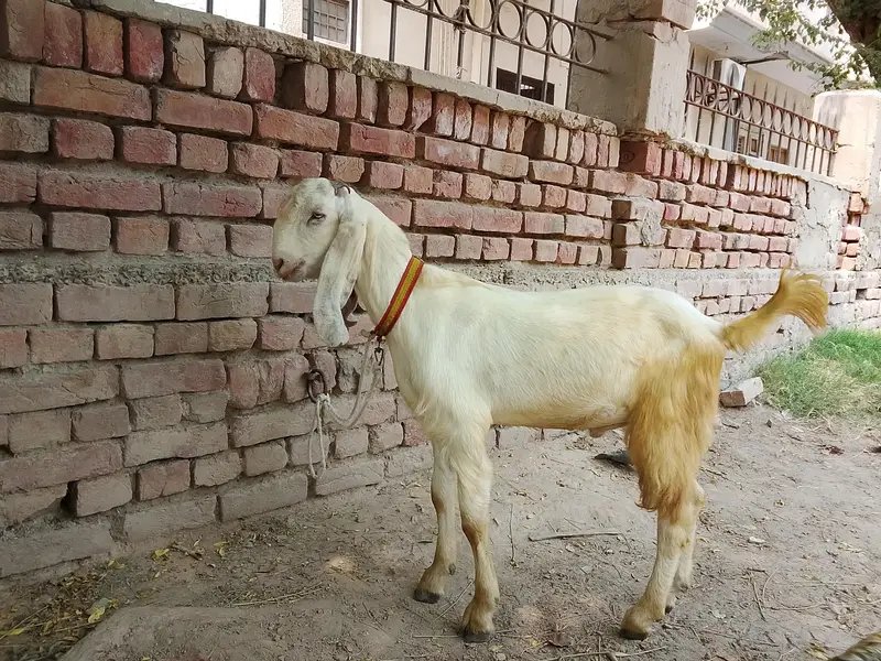 Goats — photo 3