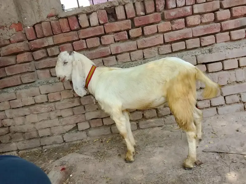 Goats — photo 4