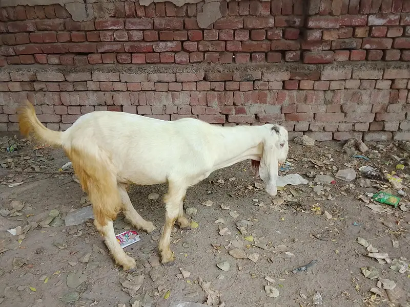 Goats — photo 5