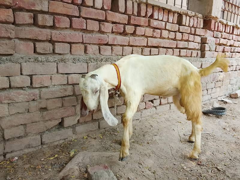 Goats 5