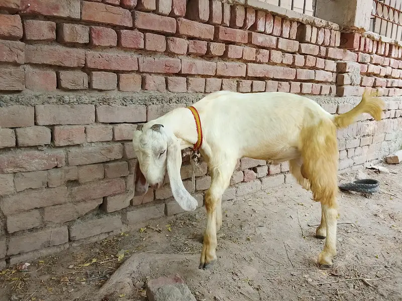 Goats — photo 6