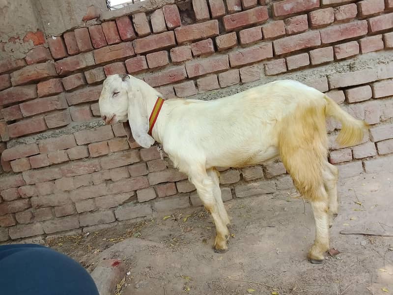 Goats 6