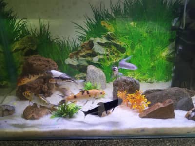 Fish tank,height 1.5 fit length 2.5 fit width 16 Inch
