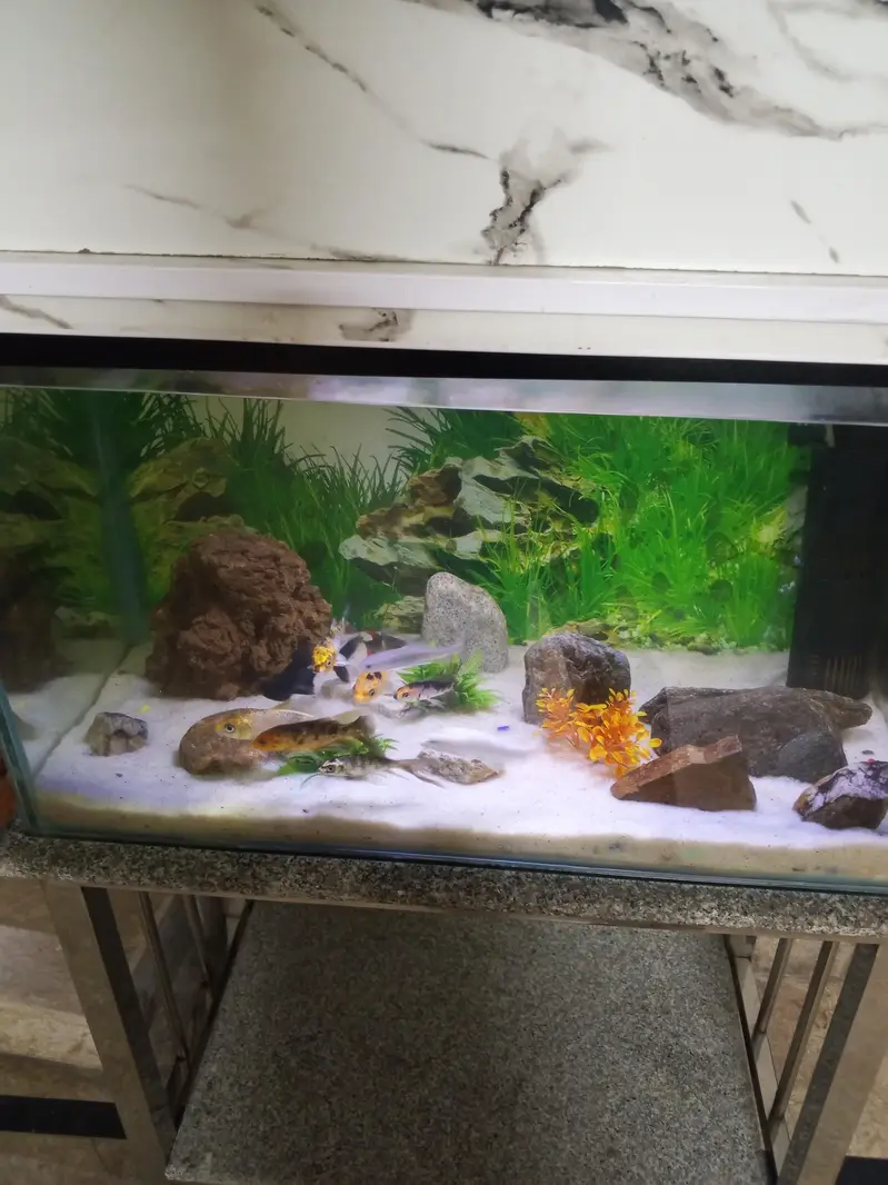 Fish tank,height 1.5 fit length 2.5 fit width 16 Inch — photo 4