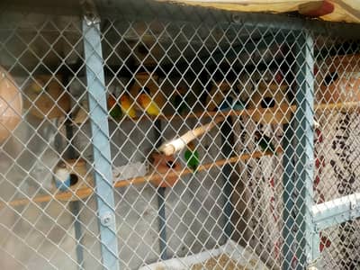 cage and parrot sale
