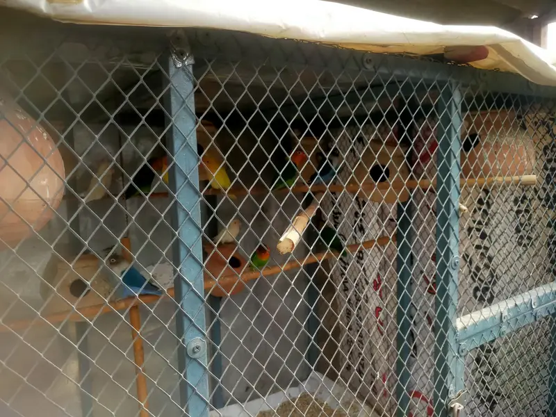 cage and parrot sale — photo 2