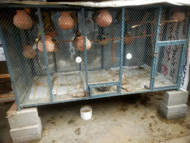 cage and parrot sale — photo 3