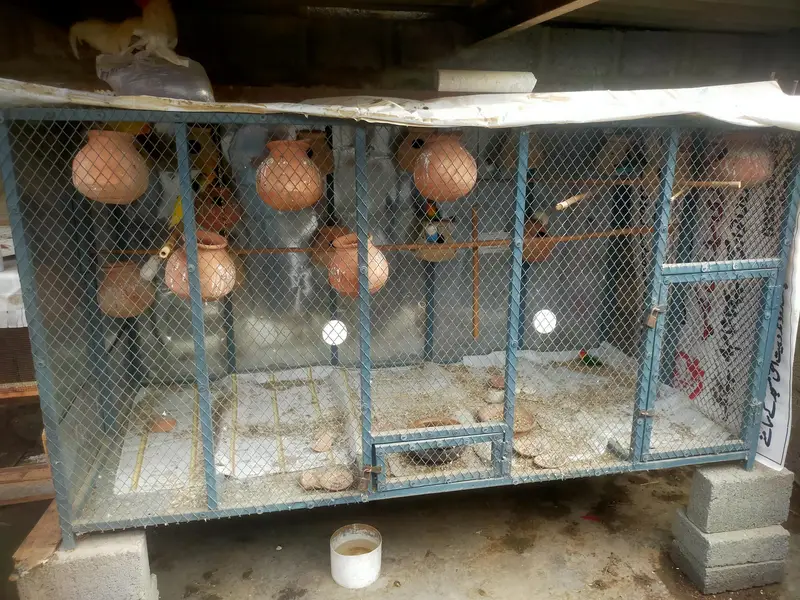 cage and parrot sale — photo 4