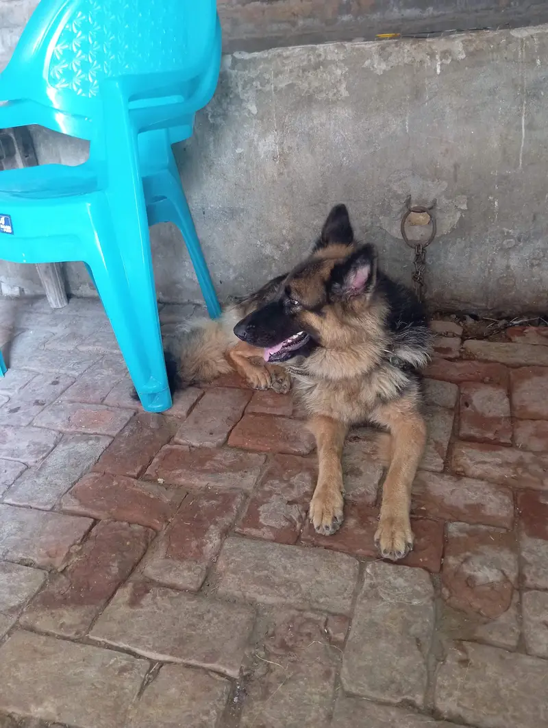 urgent for sale due to sifting — photo 7