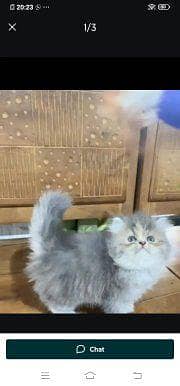 Persian cat for sale 2 month age
