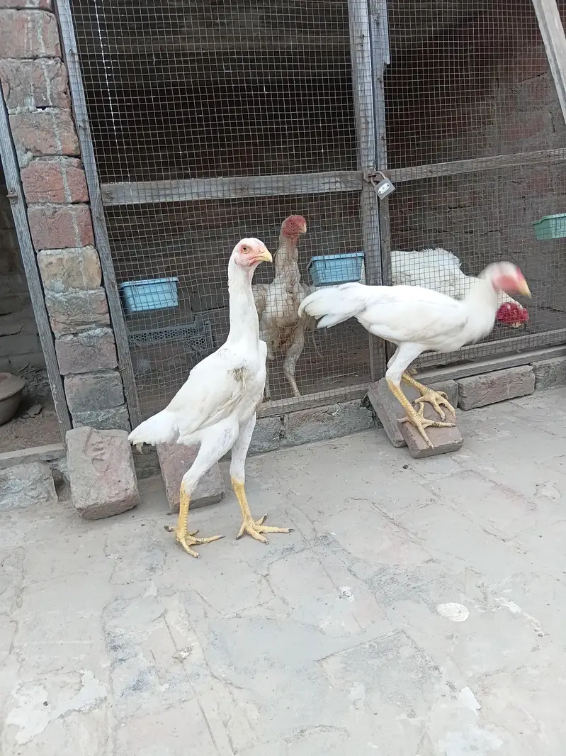 Top Quality White Shamo Pair — photo 5