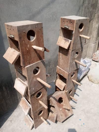 lovebird kikar double darwazey Kay boxiz