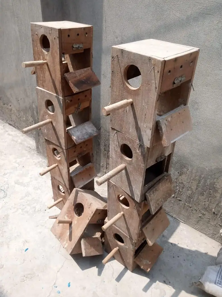 lovebird kikar double darwazey Kay boxiz — photo 2