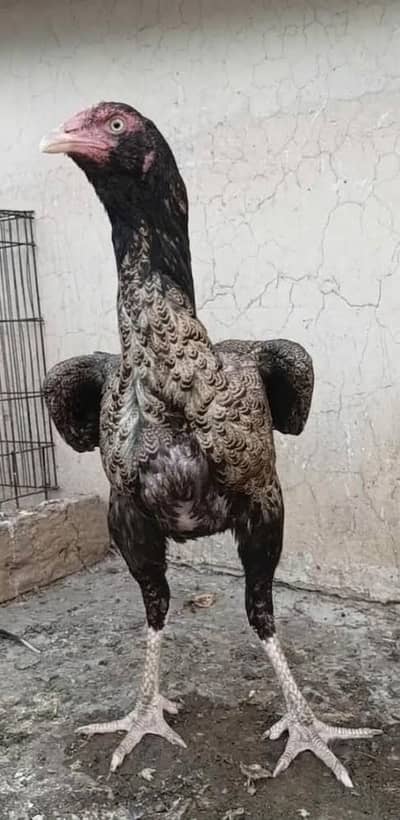 Mianwali Male and Thai Female breeder Pair For Sale