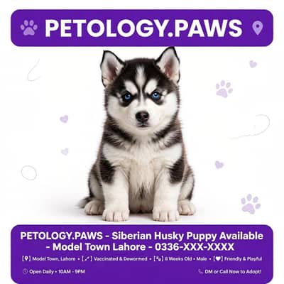 Top Quality Siberian Husky Puppy - Blue Eyes - PETOLOGY PAWS Lahore
