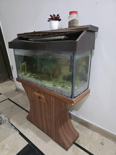 Fish aquarium