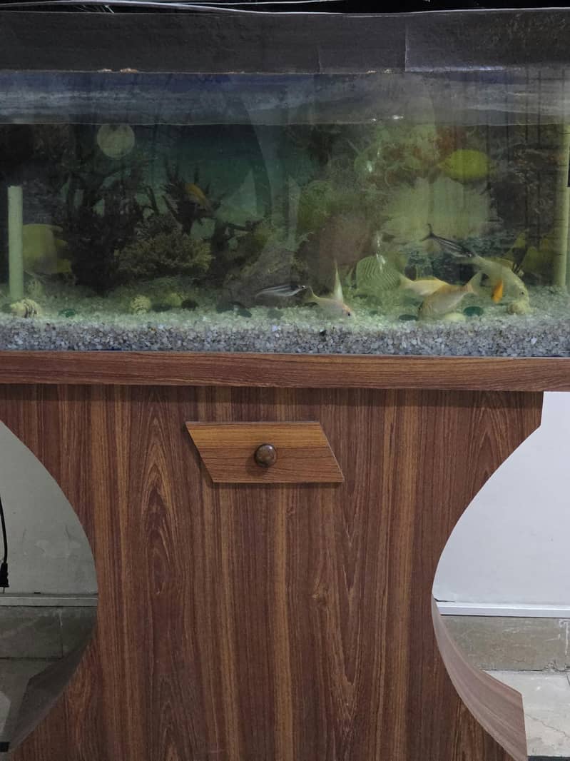 Fish aquarium 3