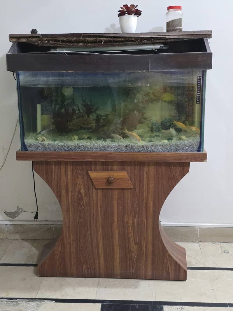 Fish aquarium 4