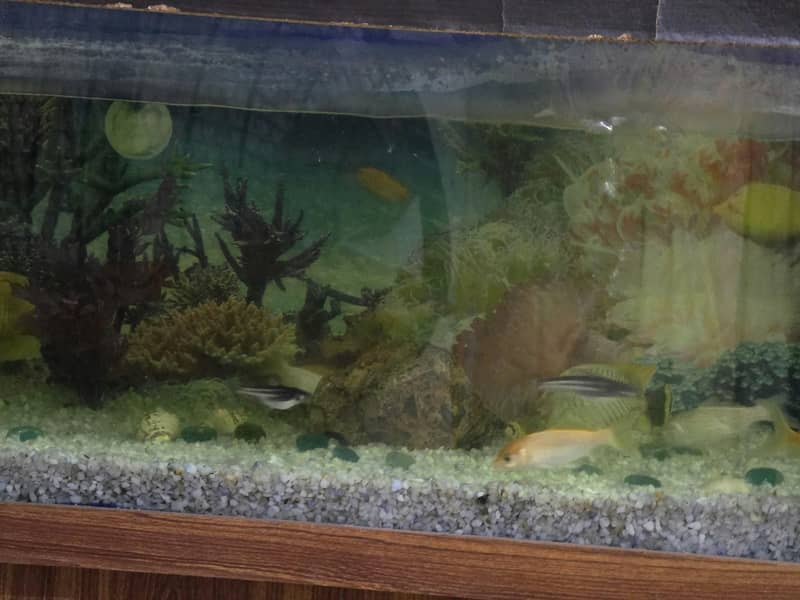 Fish aquarium 5