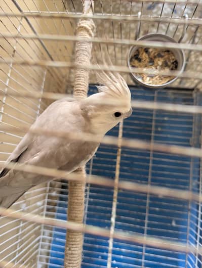 Cocktail Parrot with Cage