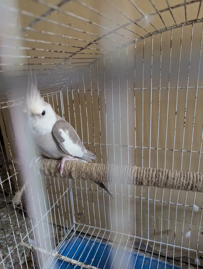 Cocktail Parrot with Cage — photo 2