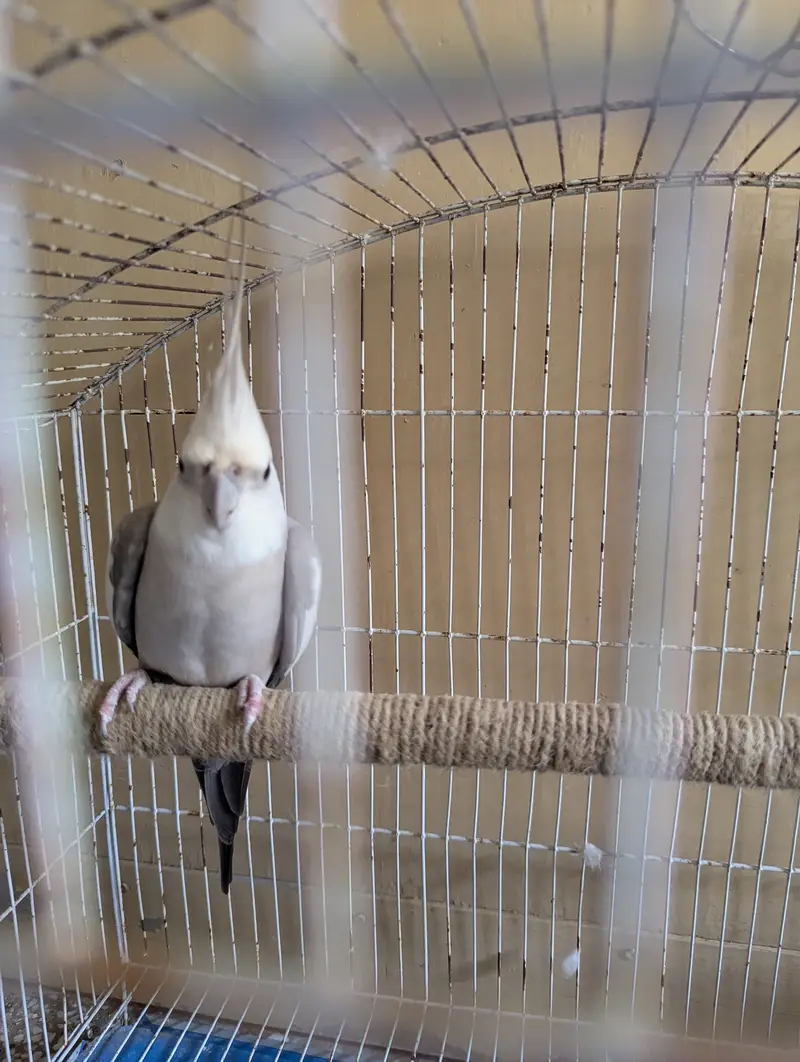 Cocktail Parrot with Cage — photo 3