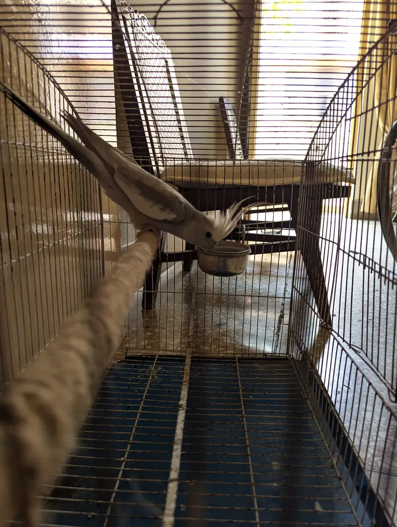 Cocktail Parrot with Cage — photo 4