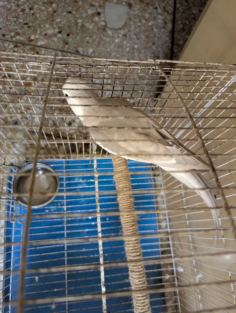 Cocktail Parrot with Cage — photo 5