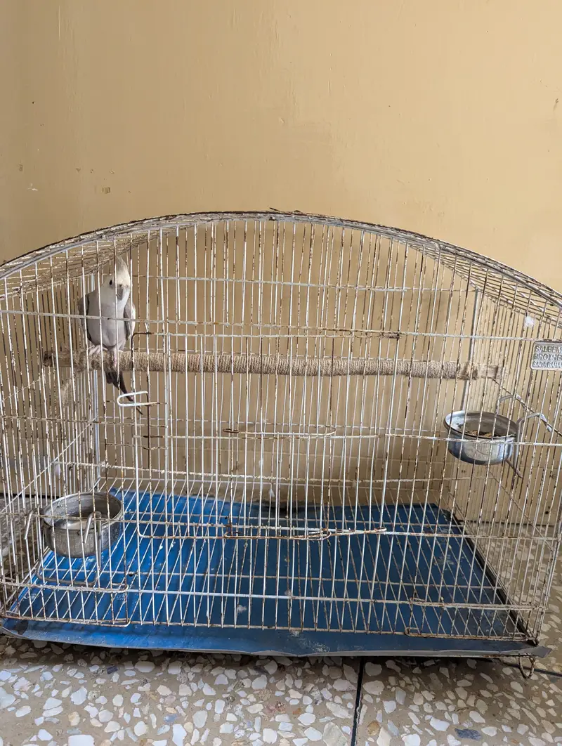 Cocktail Parrot with Cage — photo 6