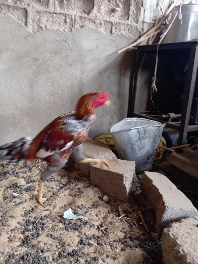 aseel murga — photo 7